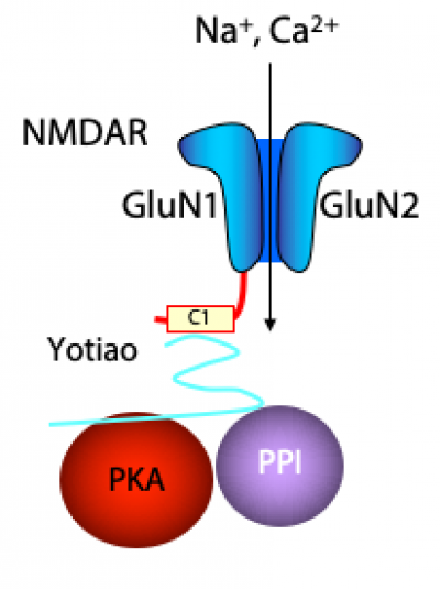 PKA model for web page
